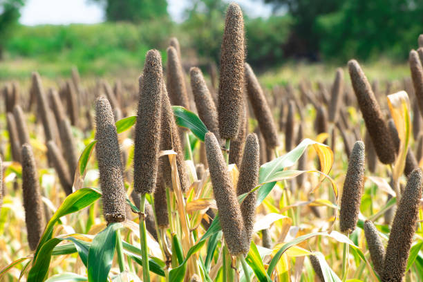 Green Millet Image 2